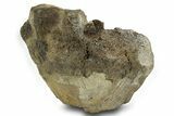 Fossil Dinosaur Appendage Bone Section - Wyoming #381196-1